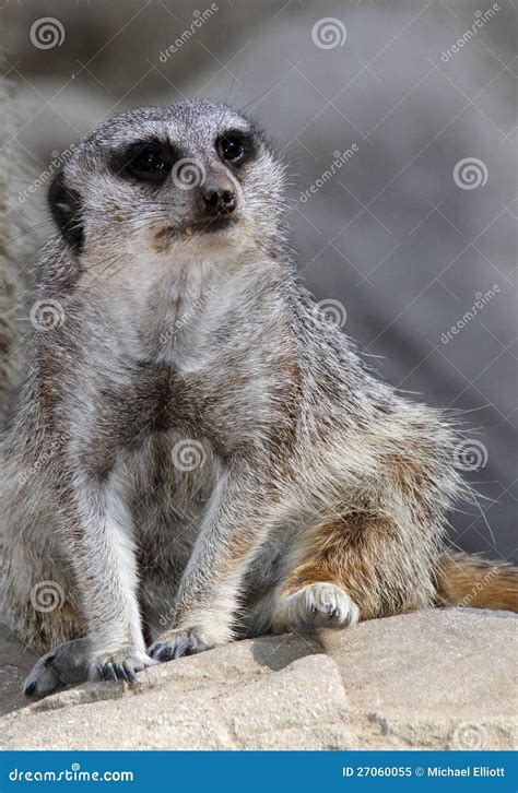 Meerkat Stock Image Image Of Safari Gray Nature Sentry 27060055