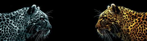Animal Dual Monitor Wallpapers - Top Free Animal Dual Monitor