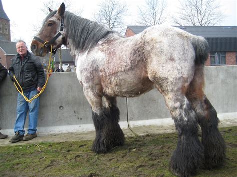 He got out of his stall and was itching his booty on the. Huge!!! | Big horses, Horses, Belgian draft horse