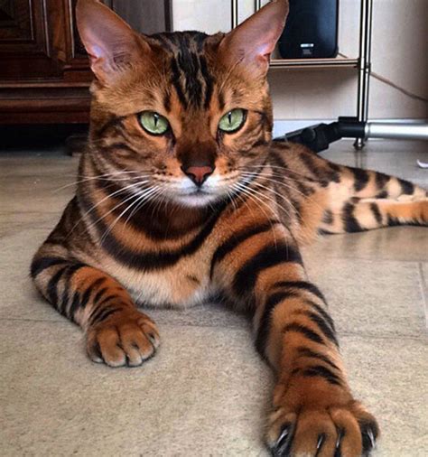 Rising sun bengals are placed around the world in some of the finest bengal breeding programs. Thor The Bengal Cat | Pretty cats, Bengal cat, Cute animals