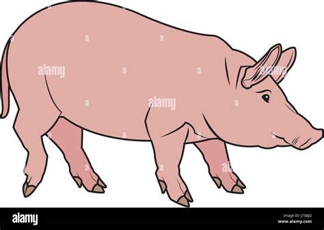 Cute Pig Cartoon Animal Farm Image Stock Vector Image And Art Alamy