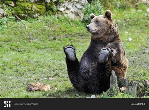 Brown Bear Ursus Arctos Sitting Stock Photo Offset