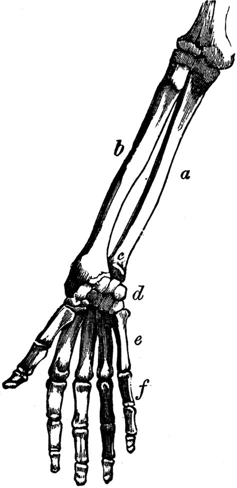 Hand Skeletal System