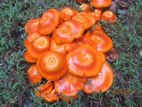 My Next 20 Years Of Living The Beautiful Orange Mushrooms