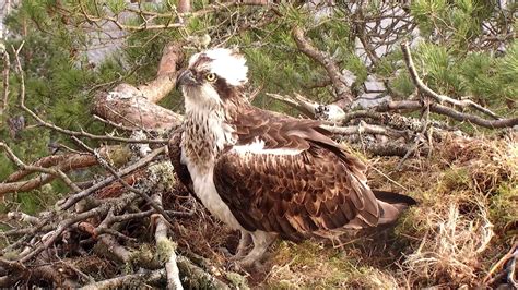 Lady Osprey Faces Love Rival If She Arrives Perthshire Nest