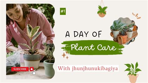 🌱 इलायची का पौधा घर पे कैसे उगाएं । How To Grow Cardamom At Home Youtube