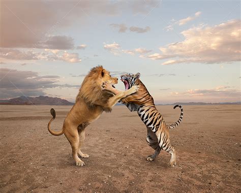 Lion Vs Tiger Fight