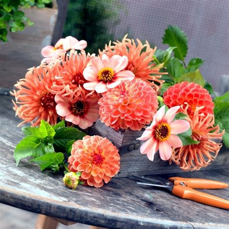 Tips Dahlias Plant Care For Winter And Summer Flowers Interior