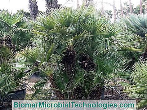 Chamaerops Humilis Hübsche Kleine Palme 💫 Der Ort Des Praktischen