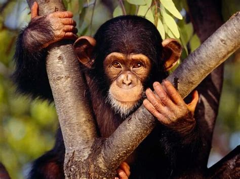 Donde Viven Los Monos Que Comen Como Nacen
