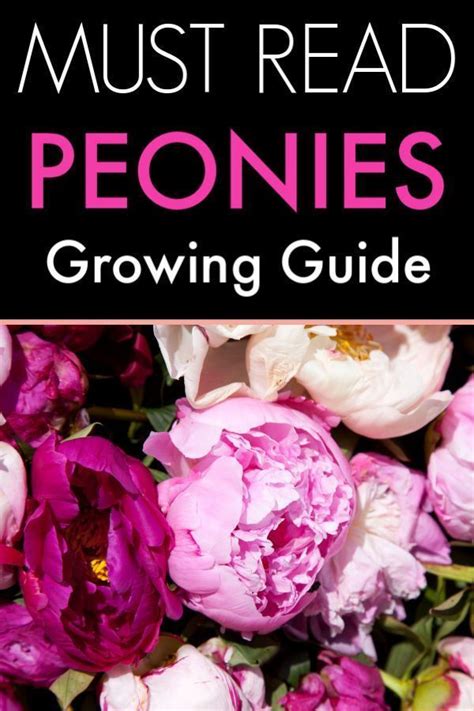 Check spelling or type a new query. How to Grow Peonies | Growing peonies, Beautiful flowers ...