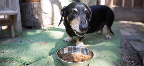 The best thing you can do is choose a recipe made with novel protein and carbohydrate sources and feed it consistently until your dog's symptoms. Best Dog Food For Skin Allergies | Pet Circle