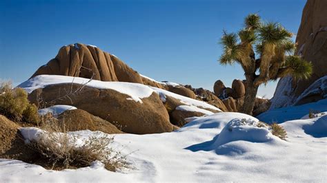 The Best Time To Visit Joshua Tree National Park The Geeky Camper