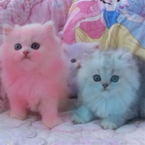 Fluffy Pastel Kittens Kittens Cutest Cats I Love Cats