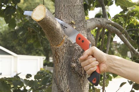 Use sharp secateurs to deadhead the flowers, and then shorten any long stems using loppers, taking them back to a main stem or low set of leaves. How to Prune Trees | Better Homes & Gardens