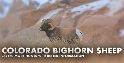 Colorado Bighorn Sheep Hunting 2024 Draw Odds Tags Season Info