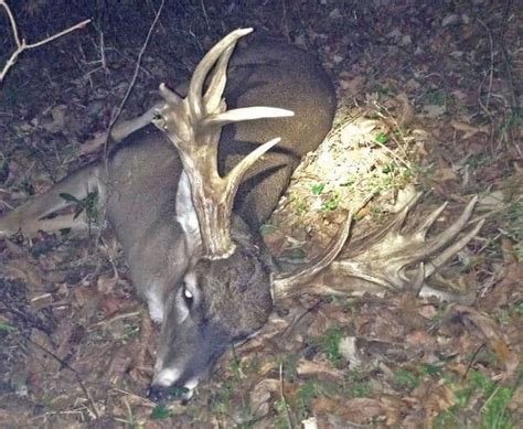 Louisiana Tensas Refuge 200 Crossbow Buck Big Deer