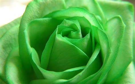 Green Rose Iphone Wallpaper Green Rose Green Wallpaper Green Flowers