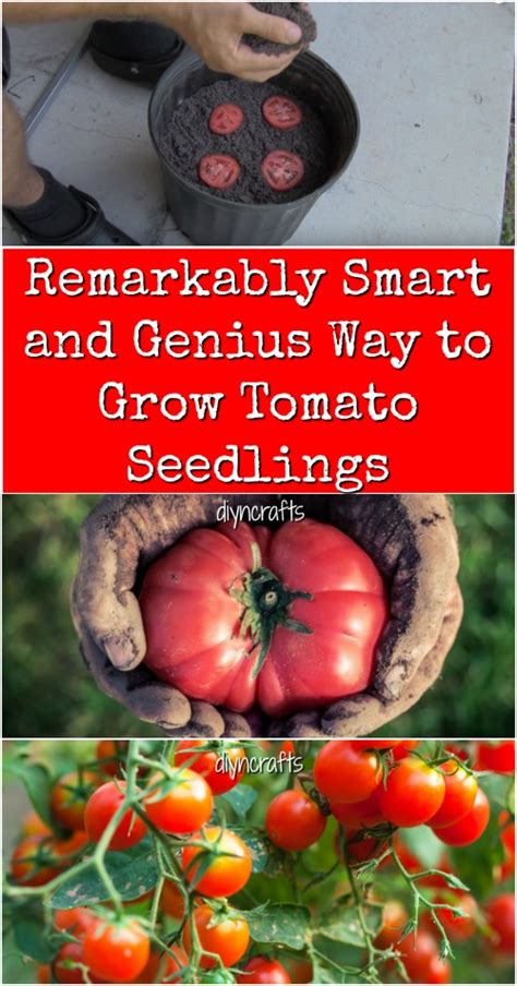 Remarkably Smart And Genius Way To Grow Tomato Seedlings