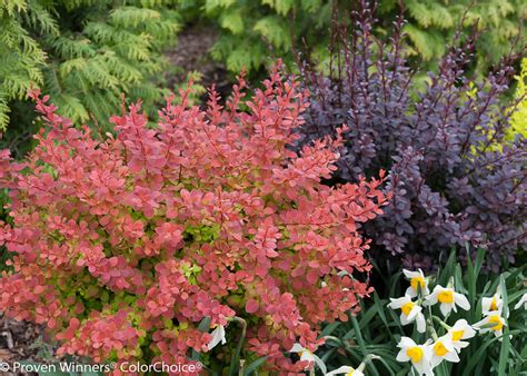 The rounded form, when it is young, has fuzzy scales and yellow flowers. Sunjoy® Tangelo - Barberry - Berberis thunbergii Images ...
