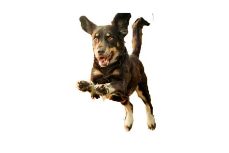 Dog Puppy Runs Running Puppy Png Download 1024683 Free