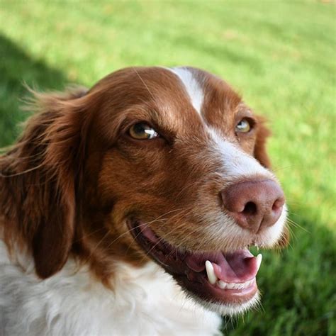 14 Amazing Facts About Brittany Spaniels You Probably Didnt Know Page 3 Of 3 Petpress