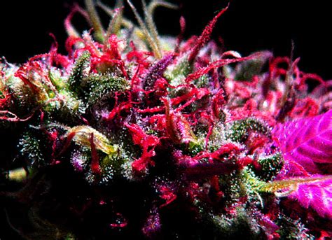 Weed wallpaper iphone background hupages download iphone wallpapers. pink weed on Tumblr