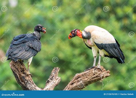 King Vulture Sarcoramphus Papa Large Bird Found In Central And South America Stock Image
