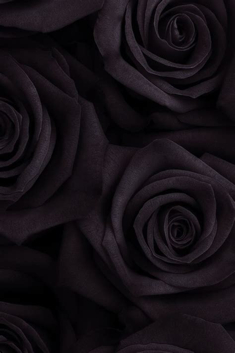 26 Black Rose Iphone Wallpapers Wallpaperboat