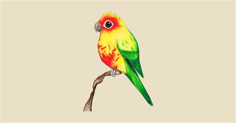 Sun Conure Drawing At Explore Collection Of Sun