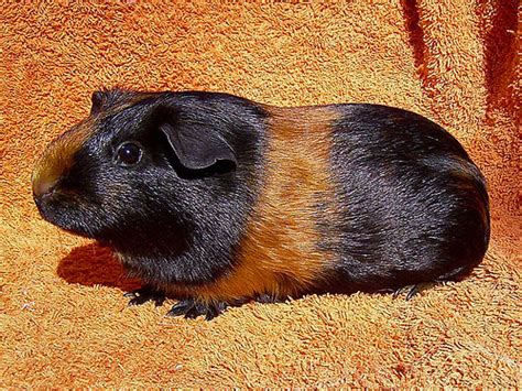 All Things Guinea Pig Cavy Colours