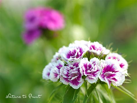 Startseite > pflanzen > balkonpflanzen & kübelpflanzen > sommerblumen. Zweijährige Sommerblumen: Tipps zur erfolgreichen Aussaat ...