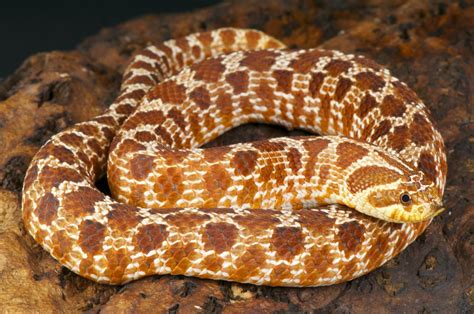 The 5 Best Small Pet Snakes For Beginners Keeping Exotic Pets