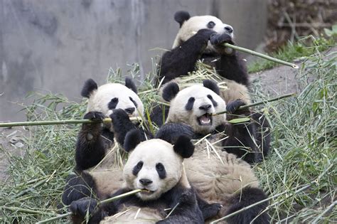 Pandas Eating Bamboo Buffet Myconfinedspace