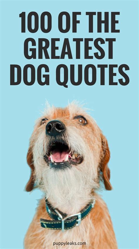 100 Great Dog Quotes Who Doesnt Love A Big List Of Quotes And Better