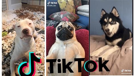 Silly Dogs Tik Tok Compilation Youtube