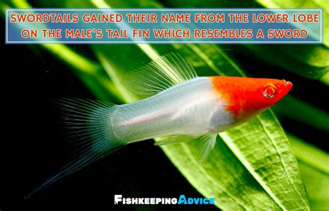 The Only Swordtail Fish Care Guide You Will Need Fishkeeping Advice
