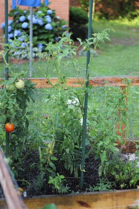 5 Quick Tomato Planting Tips The Kitchen Garten