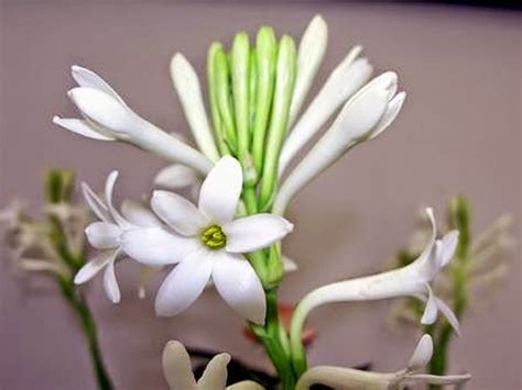 Hd Wallpapers Tuberose Flower Photos And Wallpapers
