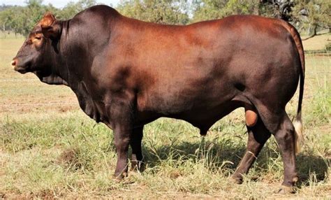 belmont red bull breed australia beef cattle cattle cattle ranching