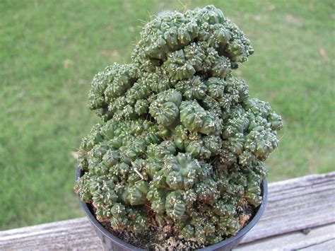 Cereus aethiops cereus hildmannianus cereus sp. Cereus peruvianus monstrose Curiosity Plant "Mini" 3.5 ...
