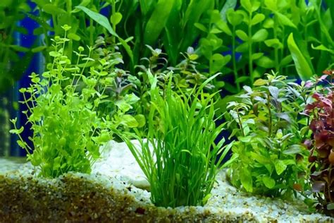 11 Best Aquarium Plants Easy For Beginner To Care For 2023