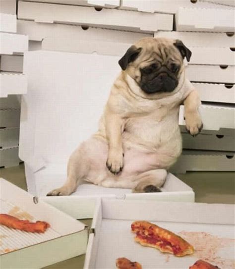 Dogs Eating Pizza 20 Pics