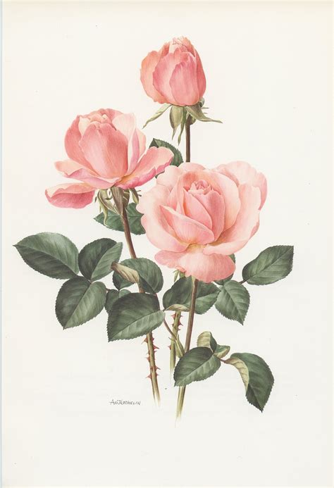 Pale Pink Castel Versailles Botanical Rose Print From 1985 Vintage