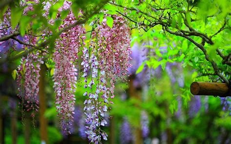 Department of agriculture, forest service, rocky mountain research station. Free Wallpapers: Flowers Wisteria