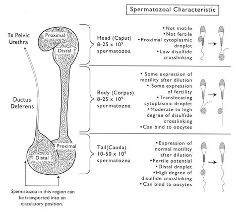 The Anatomy Of An Epididymis With Descriptions Of Sperm Maturation By Download Scientific