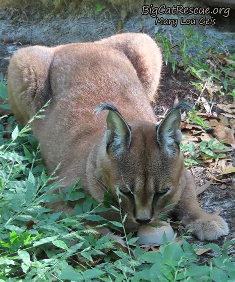 Well you're in luck, because here they come. Chaos Caracal enjoys her yummy 'sicles on the warm Florida ...