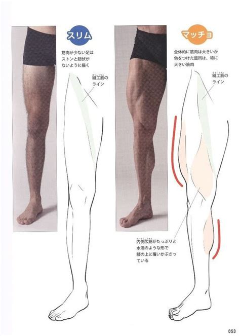 Reference Guide For Drawing Male Muscles Leg Reference