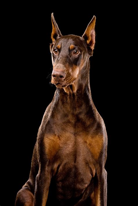 Ginger Red Doberman Dog If You Use This Image Please Cr Flickr