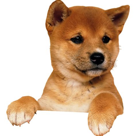 Dog PNG